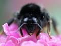 2013-0812-1115_Bumble_Bee_18.5C